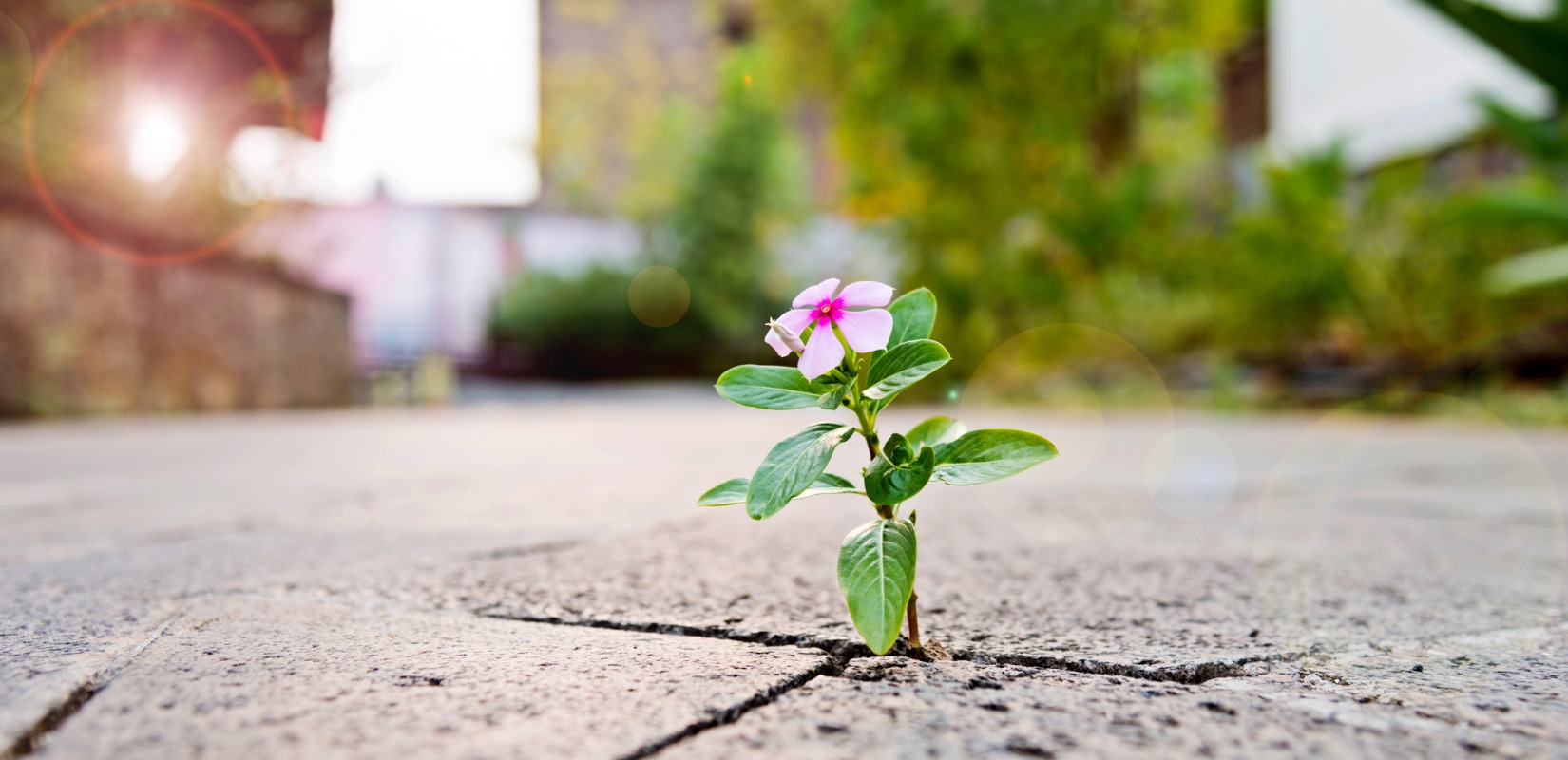 Lesson 1A Life Always Finds A Way lesson-1a-life-always-finds-a-way